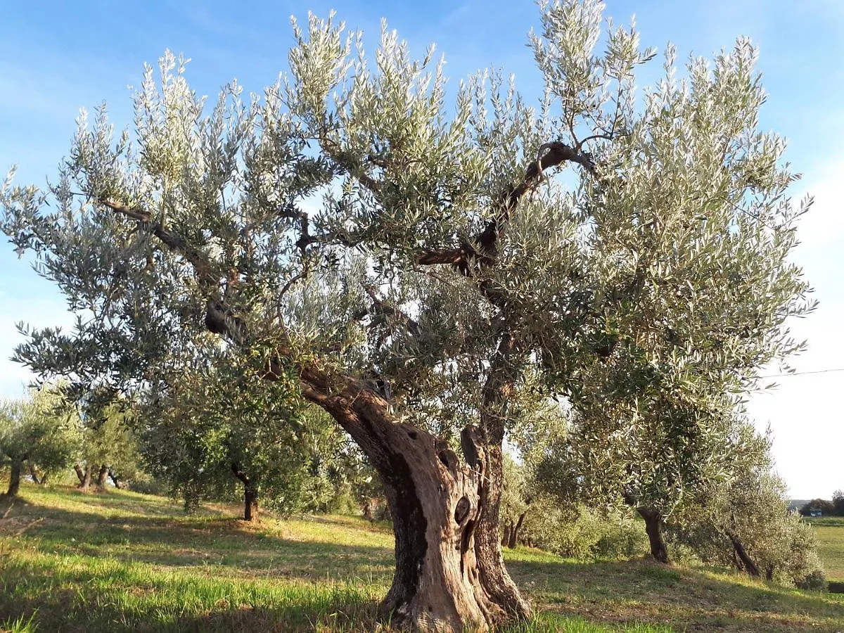 Agriturismo Gesseta Villa Castellina Marittima Farm stay